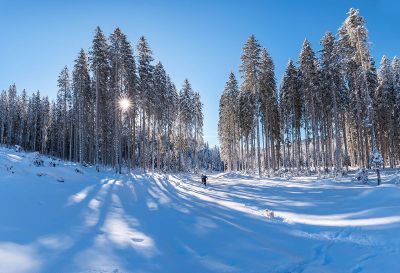 skiing in snowy forest