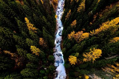 river passing through trees