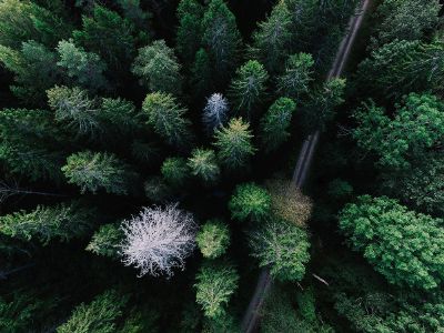 road running through forest