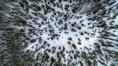 arial view of trees