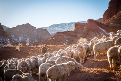 sheep with a shepard in desert