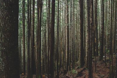 forest view of trees