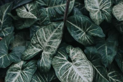 large leaves