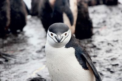 small penguin