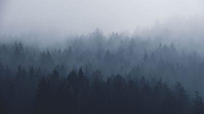 fog in forest