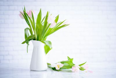 white pink tulips in vase