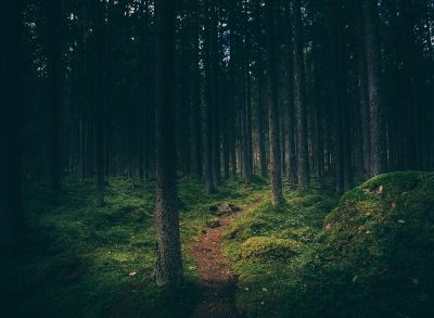 ominous forest