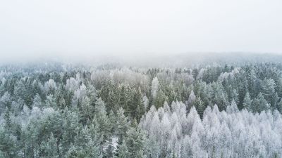 wintery forest