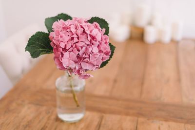 flower in the vase