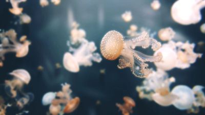 baby jellyfish in water