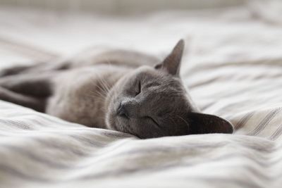 gray cat sleeping on bed