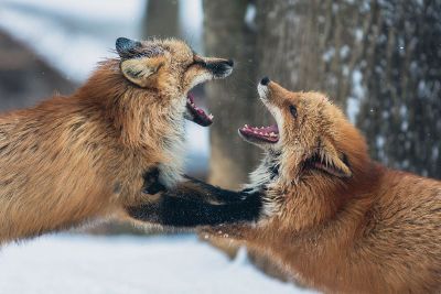foxes biting eachother