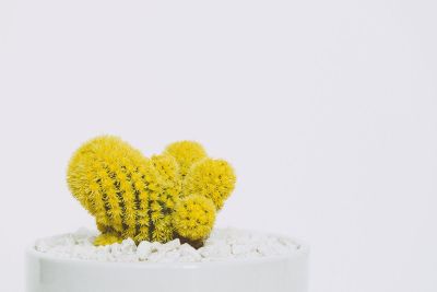 yellow flowering cactus in white pot