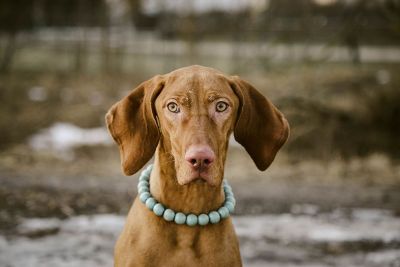 dog with necklace