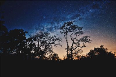 the milky way over trees