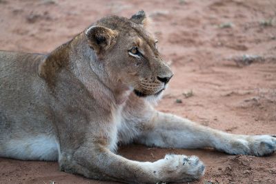 a resting lioness