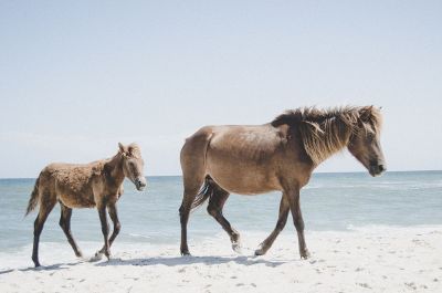 horses on beach