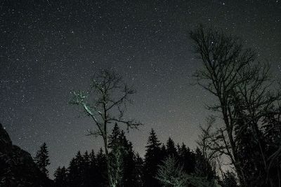 stars and trees at night