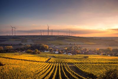 field with windmills in the distance