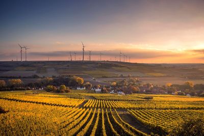 field with windmills in the distance