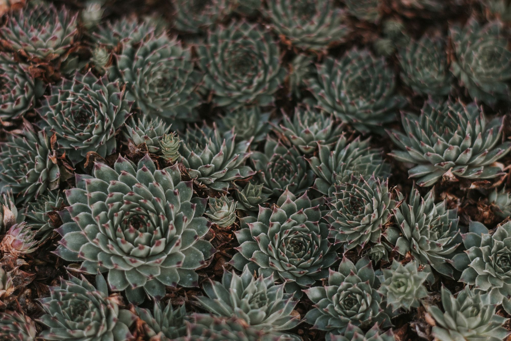 From So Succulent in Wallpaper Wizard — HD Desktop Background With  interesting plant