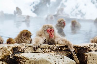 monkeys hanging out in water