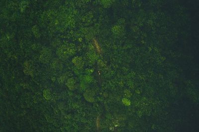 ariel view of a forrest