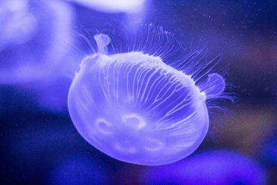 jelly fish swimming