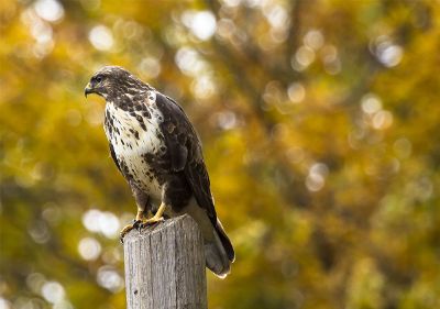 hawk sitting on a post