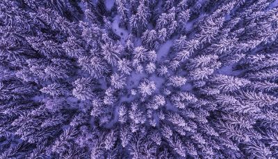snow covered trees from above