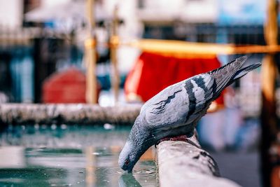 bird drinking water