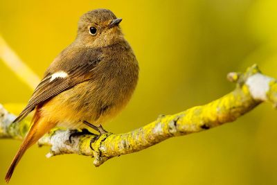 small songbird on branch