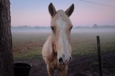 horse near a fence