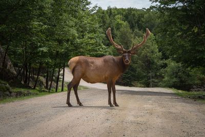 giant deer in road