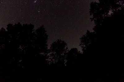 starry sky through trees