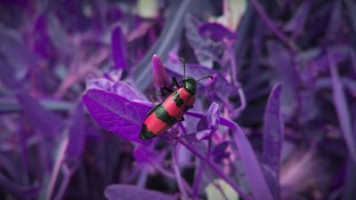 striped beetle on purple leaf