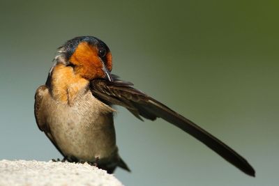 bird scratching wing