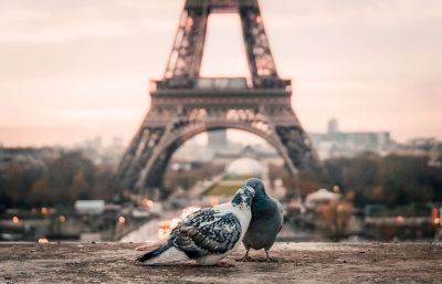 birds cuddling on paris