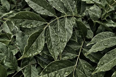 raindrops on leaves