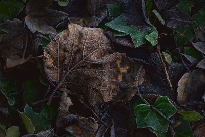 leaves on the ground