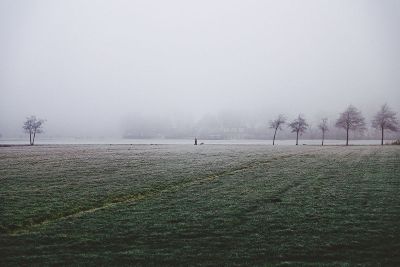 foggy field