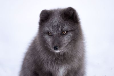 baby wolf