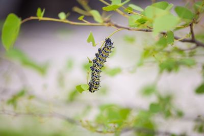 a caterpillar