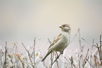 a bird on a branch