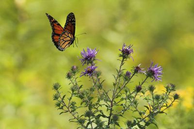 butterfly reaching flower