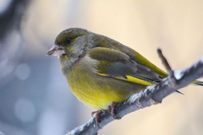 yellow bird on branch