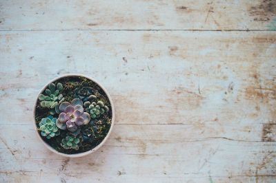 small plants on white vase