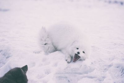 arctic fox gaping at other animal