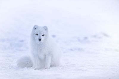 snow fox