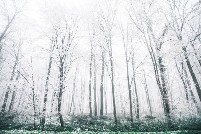 snow dried forest